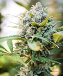 Gorilla Bomb Feminized Cannabis Seeds | Gorilla Bomb Strain | The Seed Fair