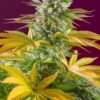 Gorilla Girl F1 Fast Version Feminized Cannabis Seeds | The Seed Fair