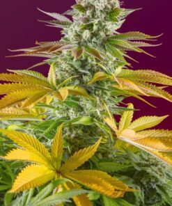 Gorilla Girl F1 Fast Version Feminized Cannabis Seeds | The Seed Fair