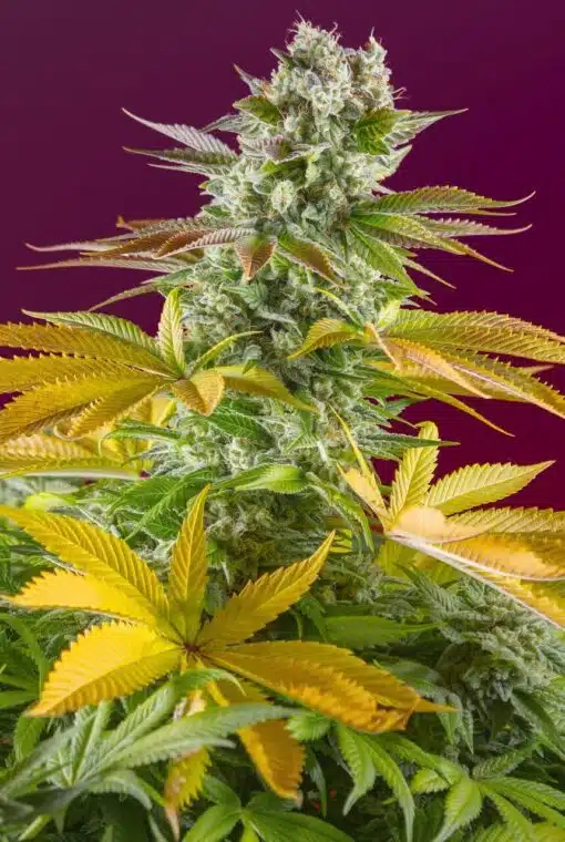 Gorilla Girl F1 Fast Version Feminized Cannabis Seeds | The Seed Fair
