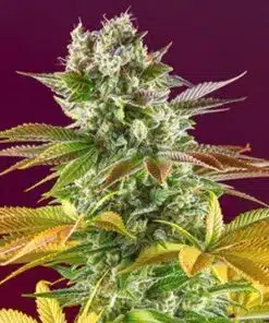Gorilla Girl Feminized Cannabis Seeds | Gorilla Girl Strain | The Seed Fair