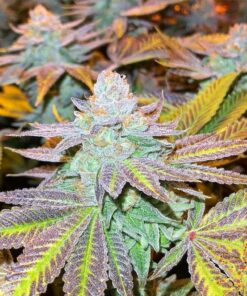 Gorilla Zkittlez Feminized Cannabis Seeds | Gorilla Zkittle Strain | The Seed Fair