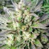 Grapefruit Krush Feminized Cannabis Seeds | The Seed Fair