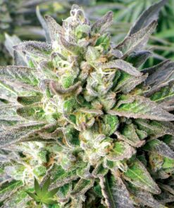 Grapefruit Krush Feminized Cannabis Seeds | The Seed Fair