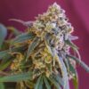 Green Crack Punch Feminized Cannabis Seeds | The Seed Fair