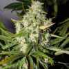 Green Love Potion Feminized Cannabis Seeds | Green Love Strain | The Seed Fair