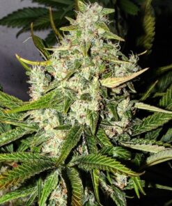 Green Love Potion Feminized Cannabis Seeds | Green Love Strain | The Seed Fair