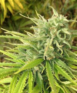 Green Poison FAST Version Feminized Cannabis Seeds | The Seed Fair