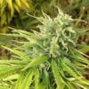 Green Poison CBD Feminized Cannabis Seeds | The Seed Fair