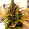Grizzly Purple Kush Feminized Cannabis Seeds | The Seed Fair