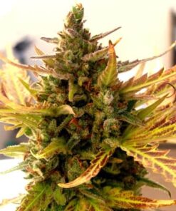 Grizzly Purple Kush Feminized Cannabis Seeds | The Seed Fair