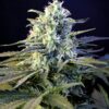 Guanabana Feminized Cannabis Seeds | Guanabana Strain | The Seed Fair