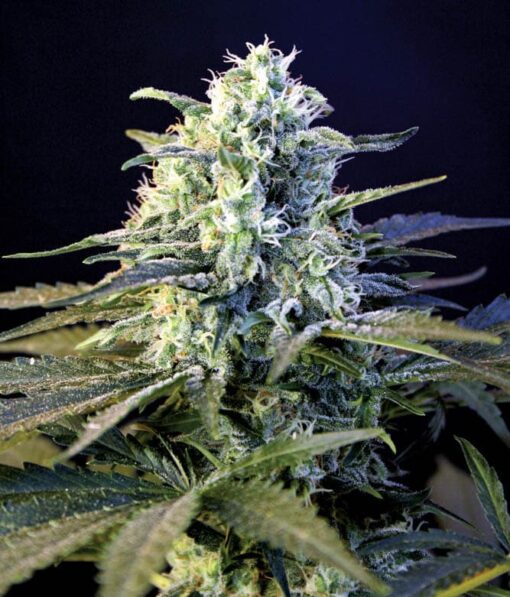 Guanabana Feminized Cannabis Seeds | Guanabana Strain | The Seed Fair