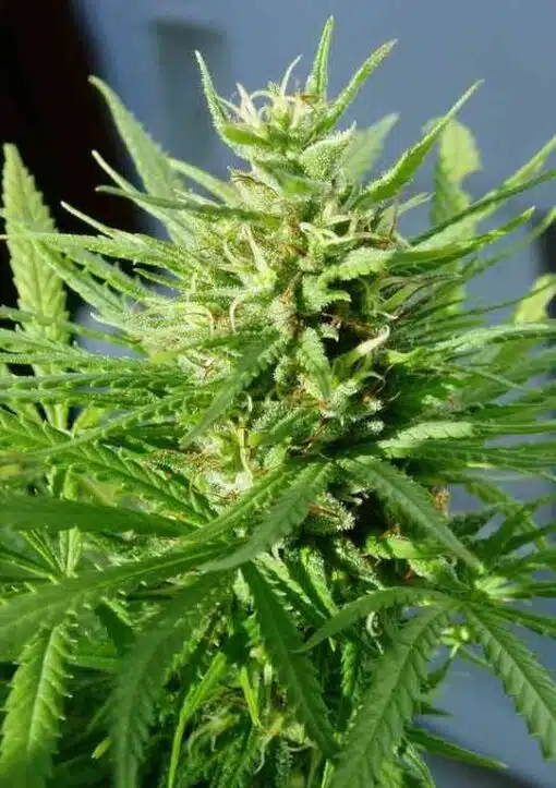 Guawi Feminized Cannabis Seeds | Guawi Feminized Strain | The Seed Fair