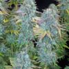 Happiness Feminized Cannabis Seeds | Happiness Feminized Strain | The Seed Fair