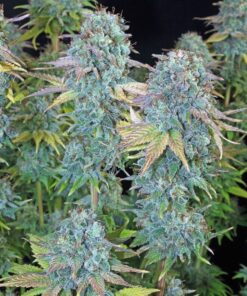 Happiness Feminized Cannabis Seeds | Happiness Feminized Strain | The Seed Fair