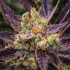Haze Berry Feminized Cannabis Seeds | Haze Berry Strain | The Seed Fair