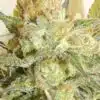 High Level Feminized Cannabis Seeds | High Level Strain | The Seed Fair