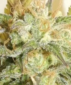 High Level Feminized Cannabis Seeds | High Level Strain | The Seed Fair