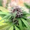 Holland's Hope Feminized Cannabis Seeds | Holland's Hope Strain | The Seed Fair