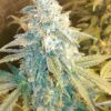 Holy Grail 69 Feminized Cannabis Seeds | Holy Grail Strain | The Seed Fair