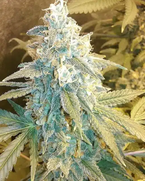 Holy Grail 69 Feminized Cannabis Seeds | Holy Grail Strain | The Seed Fair