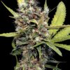 Honey B Feminized Cannabis Seeds | Honey B Strain | The Seed Fair