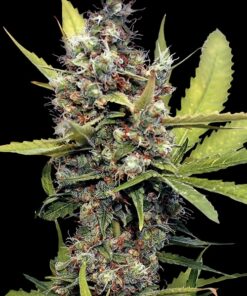 Honey B Feminized Cannabis Seeds | Honey B Strain | The Seed Fair