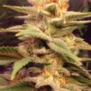 Honeybells Feminized Cannabis Seeds | Honeybells Feminized Strain | The Seed Fair