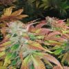 HulkBerry Feminized Cannabis Seeds | Hulkberry Feminized Strain | The Seed Fair