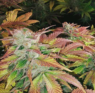 HulkBerry Feminized Cannabis Seeds | Hulkberry Feminized Strain | The Seed Fair