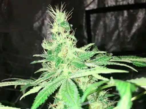 Hyperion Feminized Cannabis Seeds | Hyperion Feminized Strain | The Seed Fair
