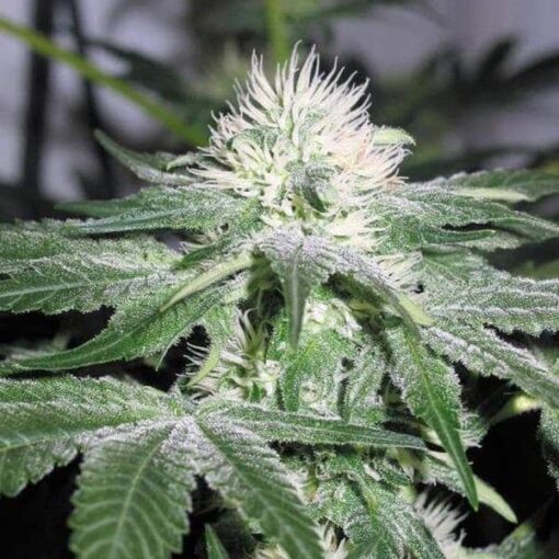 Ice Feminized Cannabis Seeds | Ice Feminized Strain | The Seed Fair
