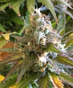 Ice Bomb Feminized Cannabis Seeds | Ice Bomb Strain | The Seed Fair