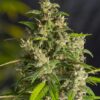 Ice Cool CBD Feminized Cannabis Seeds | Ice Cool Strain | The Seed Fair