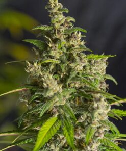 Ice Cool CBD Feminized Cannabis Seeds | Ice Cool Strain | The Seed Fair