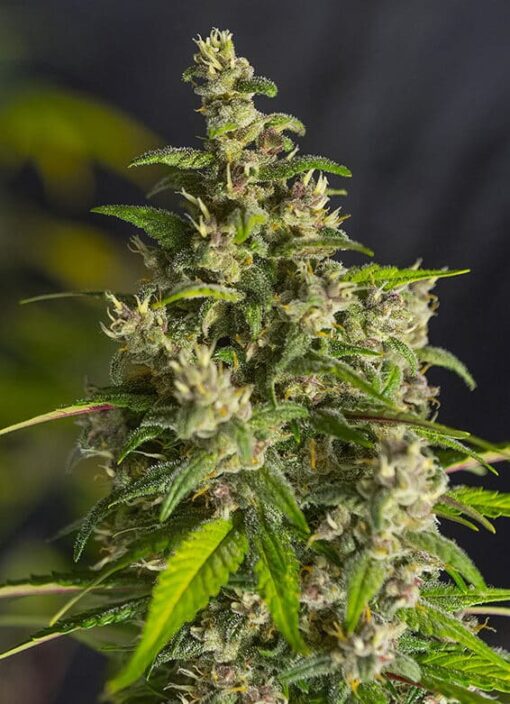 Ice Cool CBD Feminized Cannabis Seeds | Ice Cool Strain | The Seed Fair