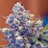 ICED Grapefruit Feminized Cannabis Seeds | The Seed Fair