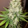 Iced Skunk Feminized Cannabis Seeds | Iced Skunk Strain | The Seed Fair