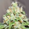 Jagg Kush Feminized Cannabis Seeds | Jagg Kush Strain | Golden Berry Strain | The Seed Fair
