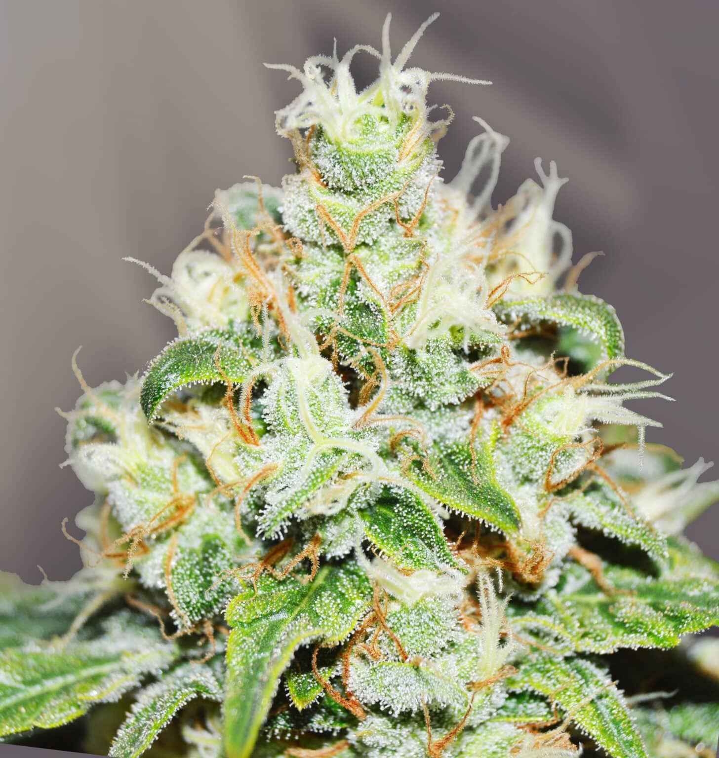 Jagg Kush Feminized Seeds | The Seed Fair