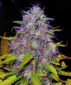 Jock Horror Feminized Cannabis Seeds | Jock Horror Strain | The Seed Fair