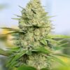 Jorge's Diamond Feminized Cannabis Seeds | Jorge's Diamond | The Seed Fair