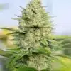 Jorge's Diamond Feminized Cannabis Seeds | Jorge's Diamond | The Seed Fair