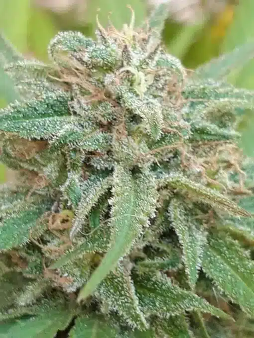 Kabrales Feminized Cannabis Seeds | Kabrales Feminized Strain | The Seed Fair