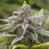 Hawaii Maui Waui Feminized Cannabis Seeds | Hawaii Maui Strain | The Seed Fair