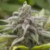 Hawaii Maui Waui Feminized Cannabis Seeds | Hawaii Maui Strain | The Seed Fair