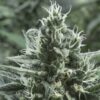 Gipsy Haze Feminized Cannabis Seeds | Gipsy Haze Strain | The Seed Fair