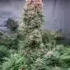 Glueberry OG Graines de cannabis féminisées | Glueberry OG Strain | The Seed Fair