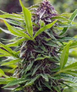 Gold Rush Feminized Cannabis Seeds | Gold Rush Strain | The Seed Fair